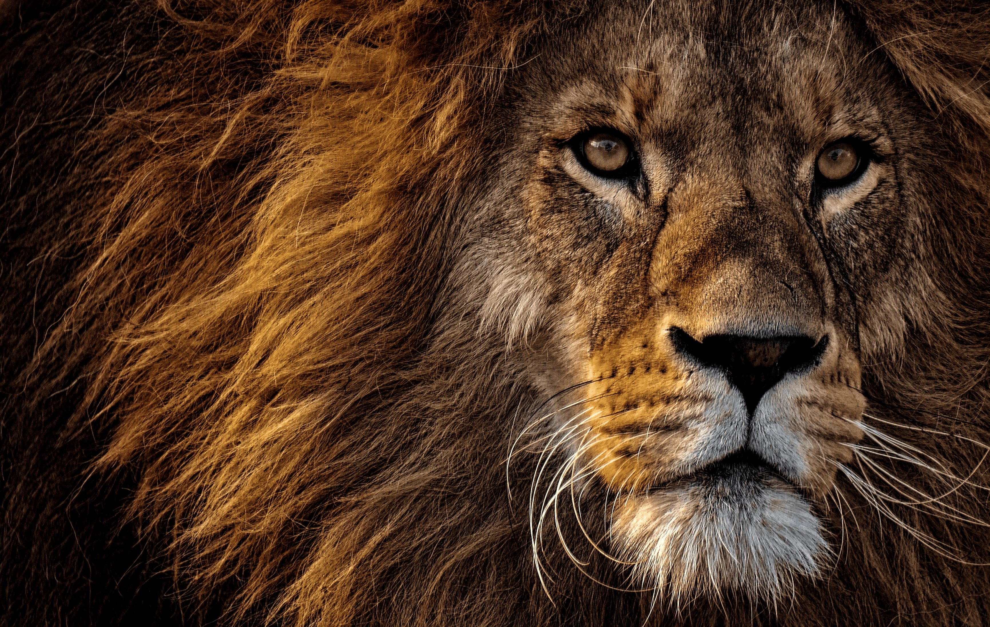 image of lion