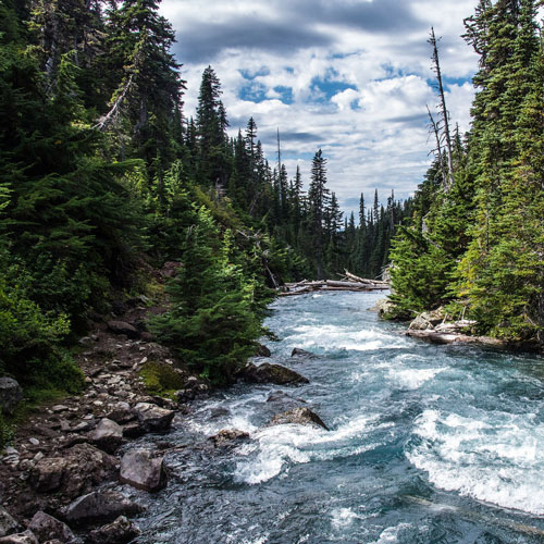 Rivers in forest